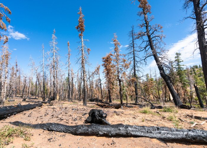 2024 Drought & Wildfire Forecasts